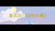 重庆2017边牧比赛