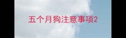 五个月狗注意事项