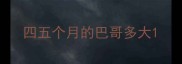 四五个月的巴哥多大