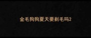 金毛狗狗夏天要剃毛吗