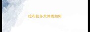 拉布拉多犬体质如何