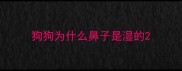 狗狗为什么鼻子是湿的