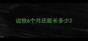 边牧6个月还能长多少