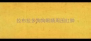 拉布拉多狗狗眼睛周围红肿