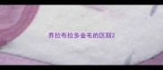 养拉布拉多金毛的区别