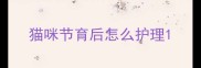 猫咪节育后怎么护理