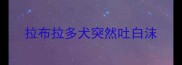 拉布拉多犬突然吐白沫