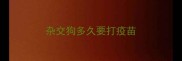 杂交狗多久要打疫苗