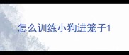 怎么训练小狗进笼子