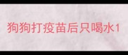 狗狗打疫苗后只喝水