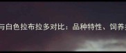 纯白色的哈士奇与白色拉布拉多对比品种特性饲养指南及常见误区