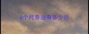 6个月泰迪有多少斤