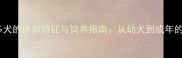 黑拉布拉多犬的体型特征与饲养指南从幼犬到成年的科学认知