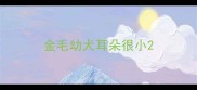 金毛幼犬耳朵很小