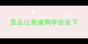 怎么让泰迪狗学会坐下
