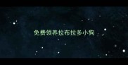免费领养拉布拉多小狗