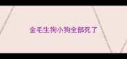 金毛生狗小狗全部死了