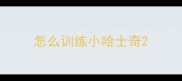 怎么训练小哈士奇