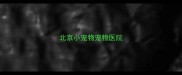 北京小宠物宠物医院