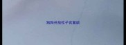 狗狗开放性子宫蓄脓