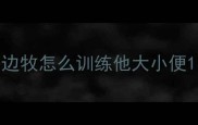 边牧怎么训练他大小便