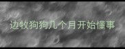 边牧狗狗几个月开始懂事