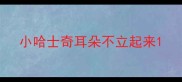 小哈士奇耳朵不立起来