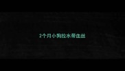 2个月小狗拉水带血丝