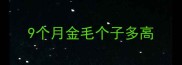 9个月金毛个子多高