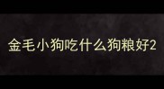 金毛小狗吃什么狗粮好