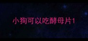 小狗可以吃酵母片