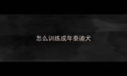 怎么训练成年泰迪犬
