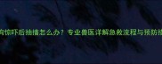 小狗惊吓后抽搐怎么办专业兽医详解急救流程与预防措施
