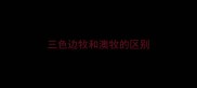 三色边牧和澳牧的区别
