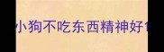 小狗不吃东西精神好
