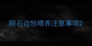 陨石边牧喂养注意事项