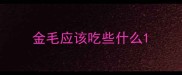 金毛应该吃些什么
