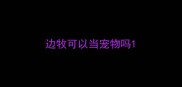 边牧可以当宠物吗