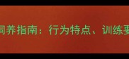 拉布拉多五个月饲养指南行为特点训练要点与健康管理全