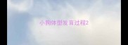 小狗体型发育过程