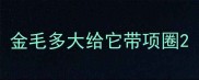 金毛多大给它带项圈