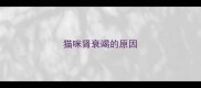 猫咪肾衰竭的原因