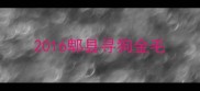 2016郫县寻狗金毛
