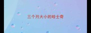 三个月大小的哈士奇