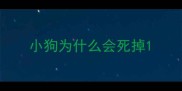 小狗为什么会死掉