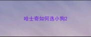 哈士奇如何选小狗