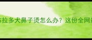 夏季高温预警拉布拉多犬鼻子烫怎么办这份全网最全养护指南请收好
