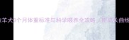 边境牧羊犬3个月体重标准与科学喂养全攻略附成长曲线图