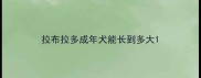 拉布拉多成年犬能长到多大