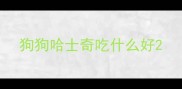 狗狗哈士奇吃什么好